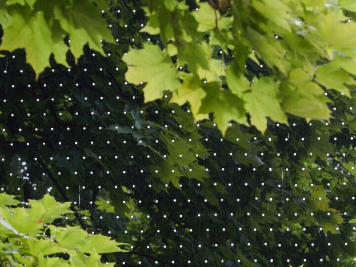 Window treated with bird-friendly dots