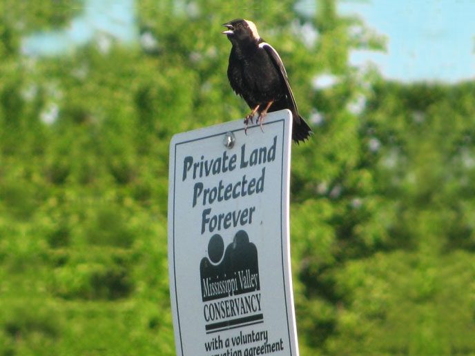 Land trust sign with Bobolink