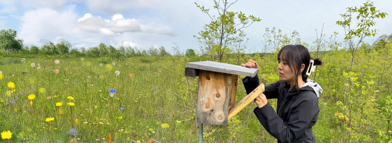 Student checking a nest box