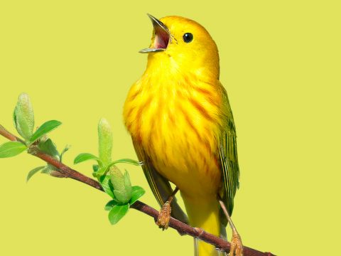 Birds, Cornell Lab of Ornithology 