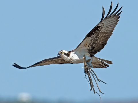 Osprey, by Brian Kushner via Birdshare: https://flic.kr/p/eaQBah