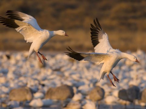 Snow Geese by Marky Mutchler https://macaulaylibrary.org/asset/103511171