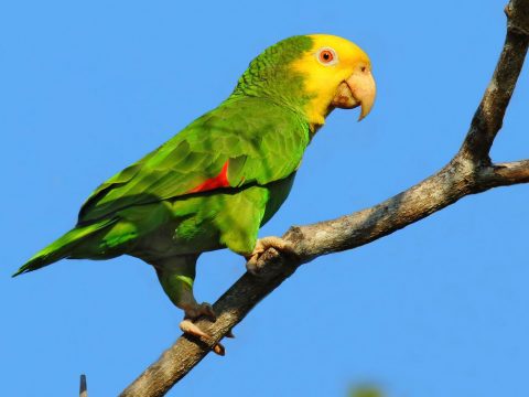 Yellow-headed Parrot by Tim Hopwood via Birdshare, https://flic.kr/p/MQZVga