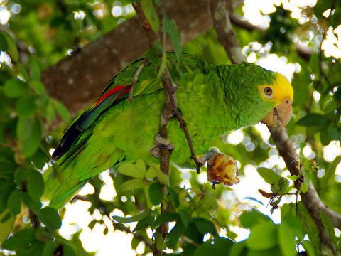 Yellow-headed Parrot by palindrome6996 via Wikipedia and used under a Creative Commons license. https://en.wikipedia.org/wiki/File:Amazona_oratrix_-eating_in_tree-8.jpg