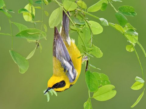 Lawrence's Warbler by B.N. Singh, https://flic.kr/p/wEWiLY