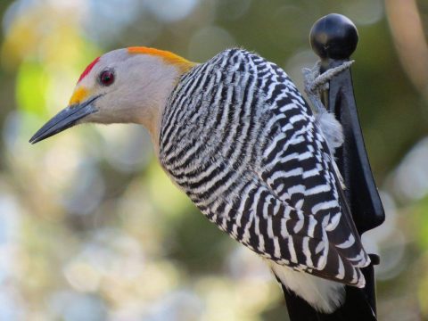 Golden-fronted Woodpecker by Marcy Barbosa via Birdspotter