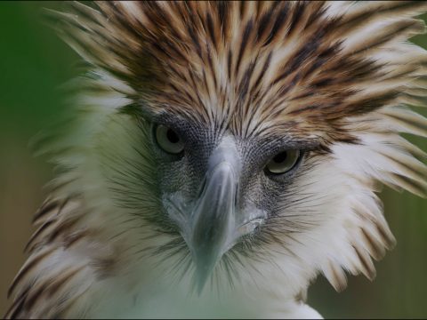 Great Philippine Eagle by Neil Rettig.