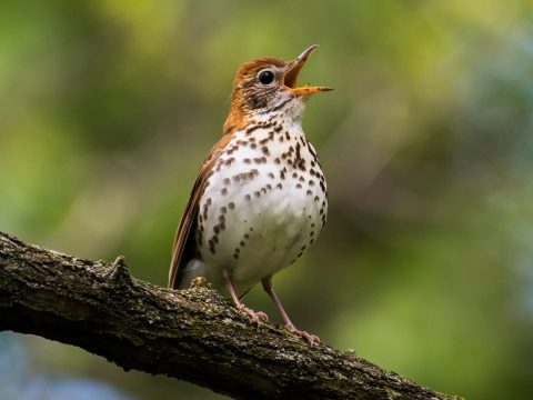 Wood Thrush by John Petruzzi/Macaulay Library