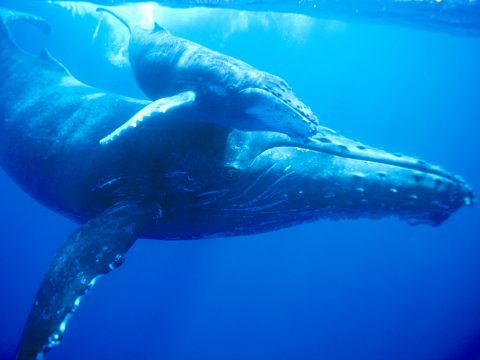 Humpback Whales by Jon Comforth.