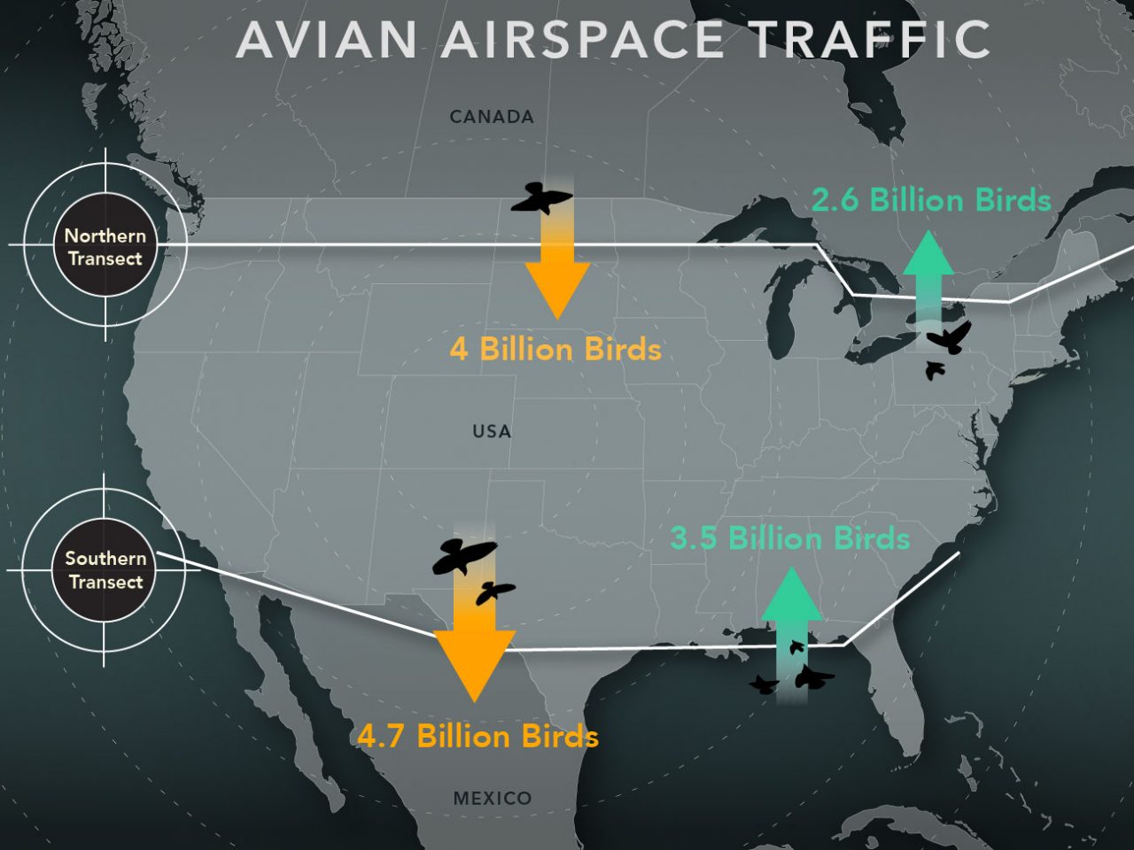Cornell Lab of Ornithology researchers used weather-radar data to count the numbers of birds crossing the northern and southern borders of the United States in fall and spring. Source: AM Dokter et al. (2018). Graphic by Jillian Ditner.