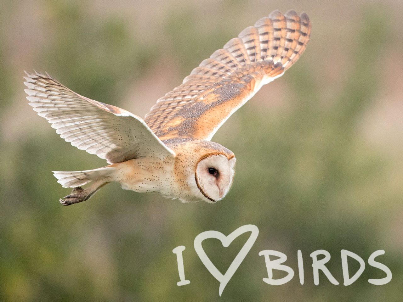 I love birds, Barn Owl in flight