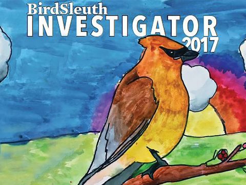 Birdsleuth investigator