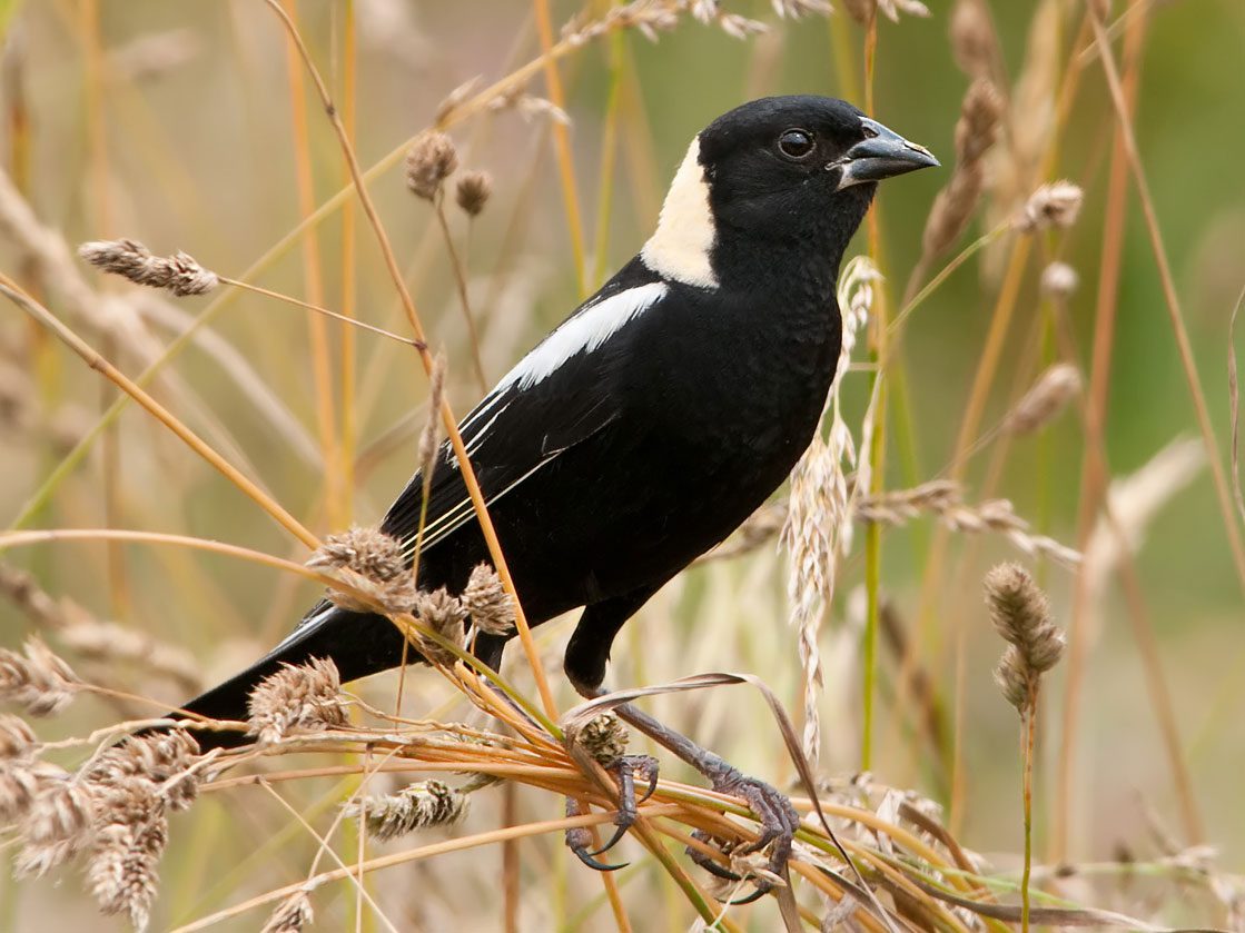 Bobolink by Kelly Colgan Azar via Birdshare, https://flic.kr/p/9VEn6L