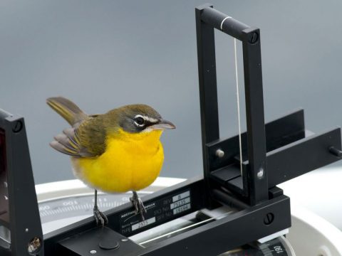 This Yellow-breasted Chat made a migratory rest stop on a ship’s compass in the Atlantic Ocean. Photo by Tom Johnson