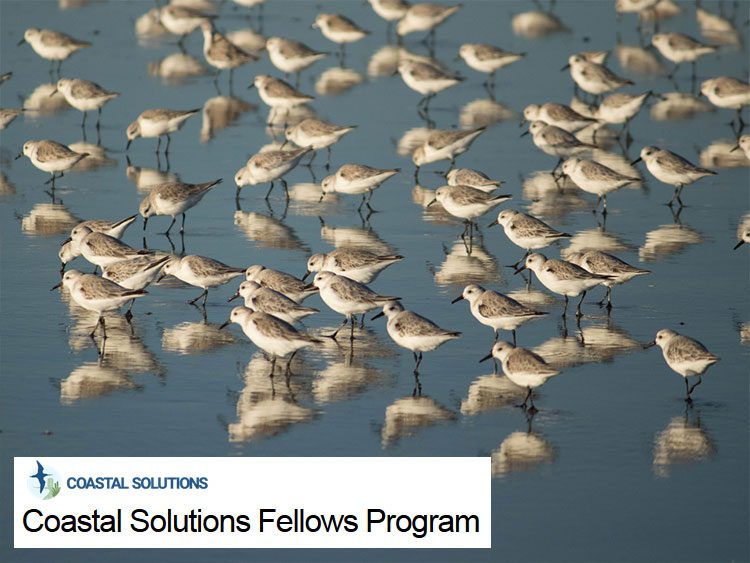 Shorebirds by Julian Garcia Walther