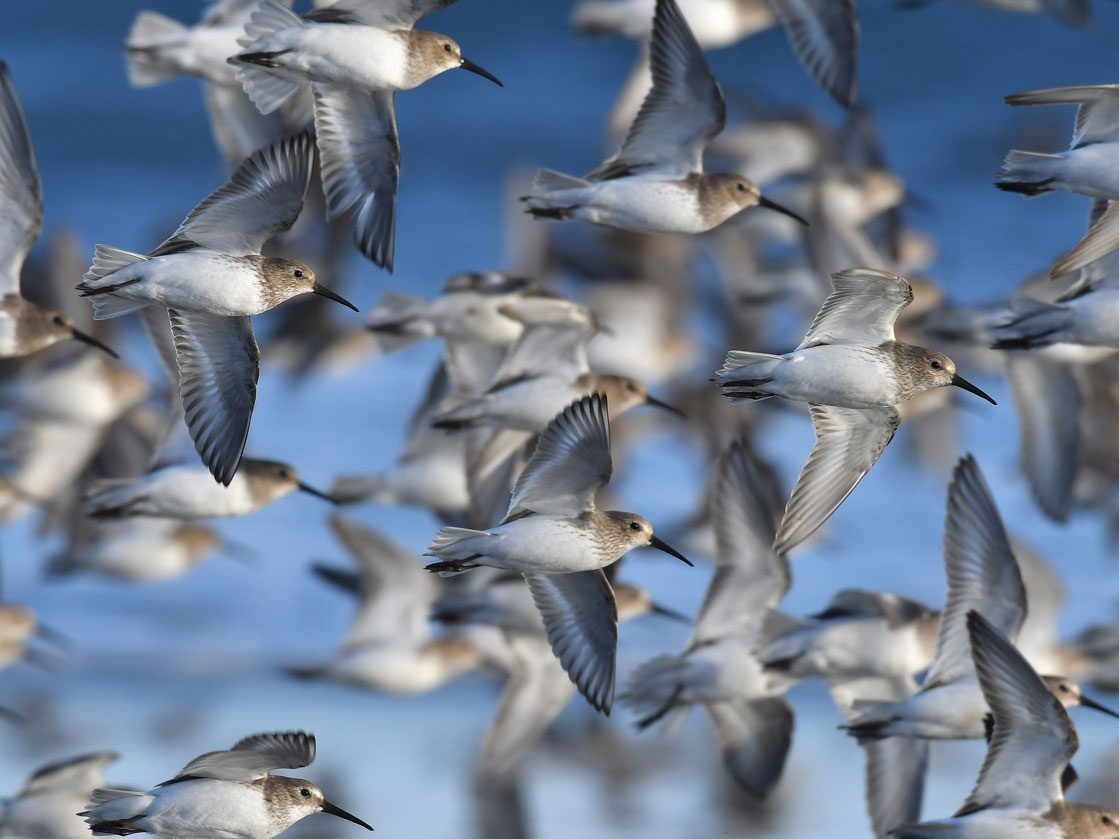 Dunlin by Rick LeBaudour via Birdshare, https://flic.kr/p/Rn8Vu7