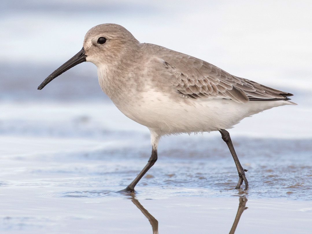Dunlin by Ian Davies/Macaulay Library, https://macaulaylibrary.org/asset/91184511