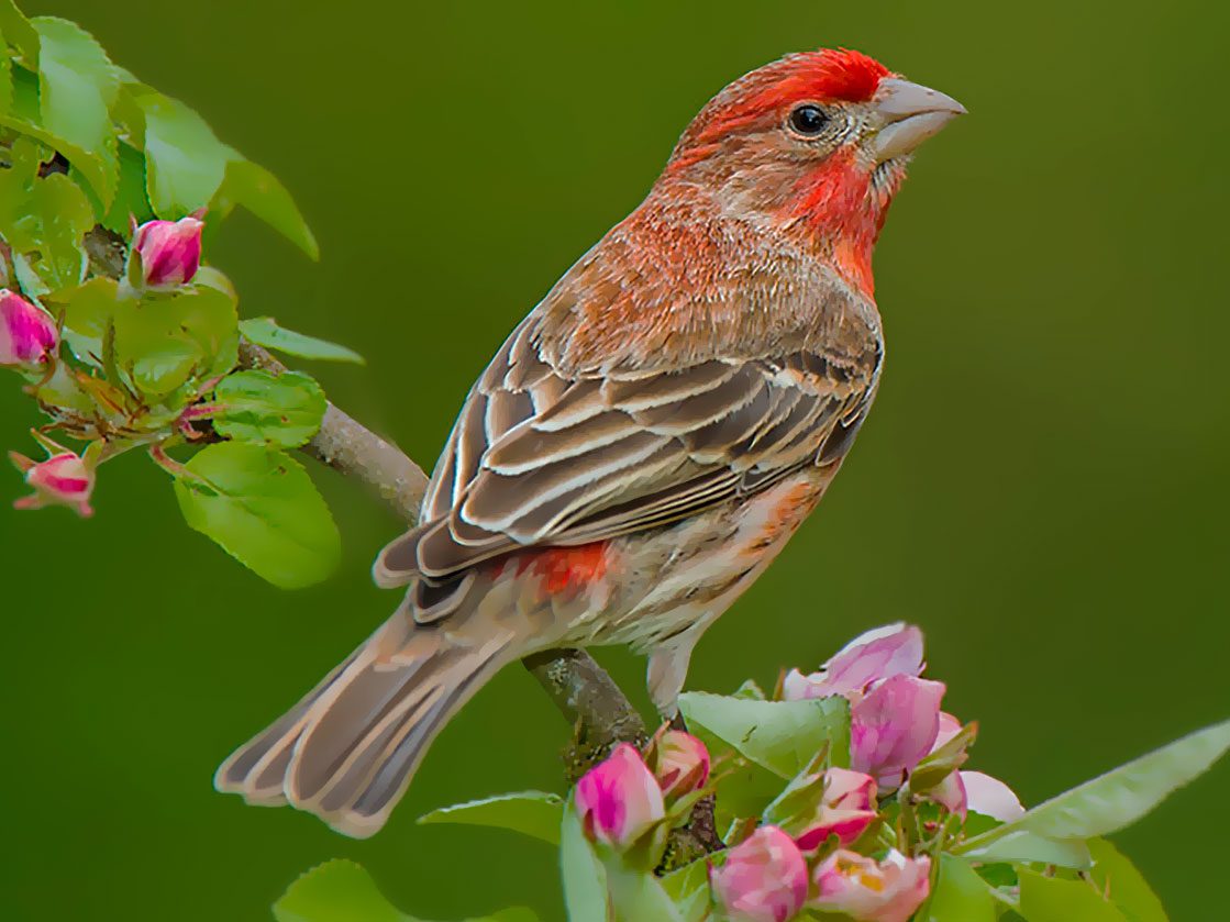 House Finch by kenrebbin via Birdshare, https://flic.kr/p/GrHetU