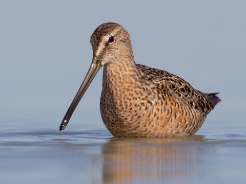 Long-billed Dowitcher by Brian Sullivan/Macaulay Library, https://macaulaylibrary.org/asset/27352911