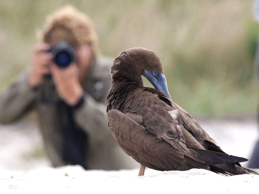 Brown Booby preening with a photographer blurred behind them