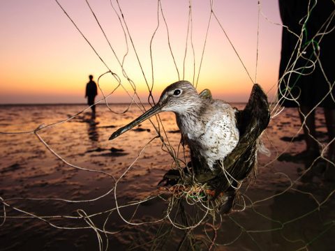 Shorebird caught in a net. By Gerrit Vyn