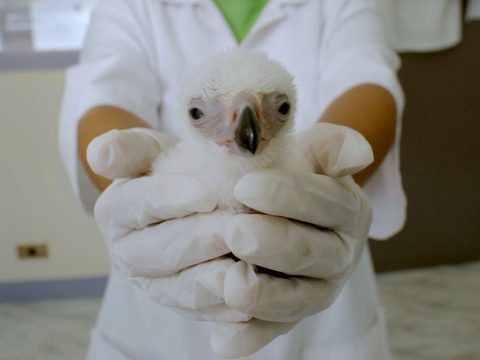 Phillipine Eagle chick, still from the movie