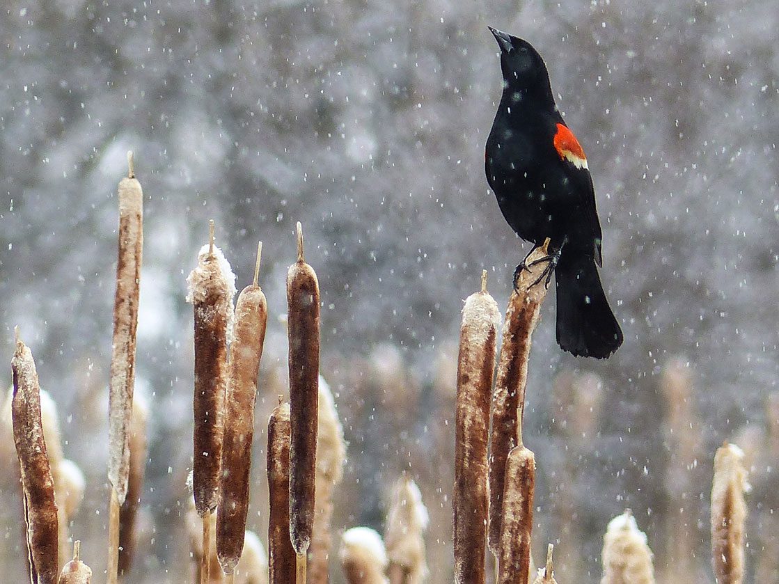 Red-winged Blackbird by Anne Ellott via Birdshare, https://flic.kr/p/nsmdyY