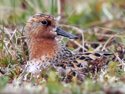 Spoon-billed Sandpiper from video, Birds of the Yellow Sea