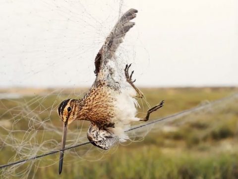 A common snipe caught in an illegal net. Thousands of shorebirds like this one are entangled this way along the coast of China. (Gerrit Vyn/Cornell Lab of Ornithology)