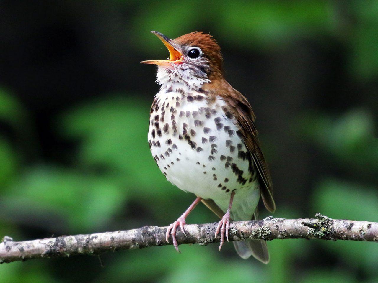 Wood Thrush by Andrew Spencer/ML