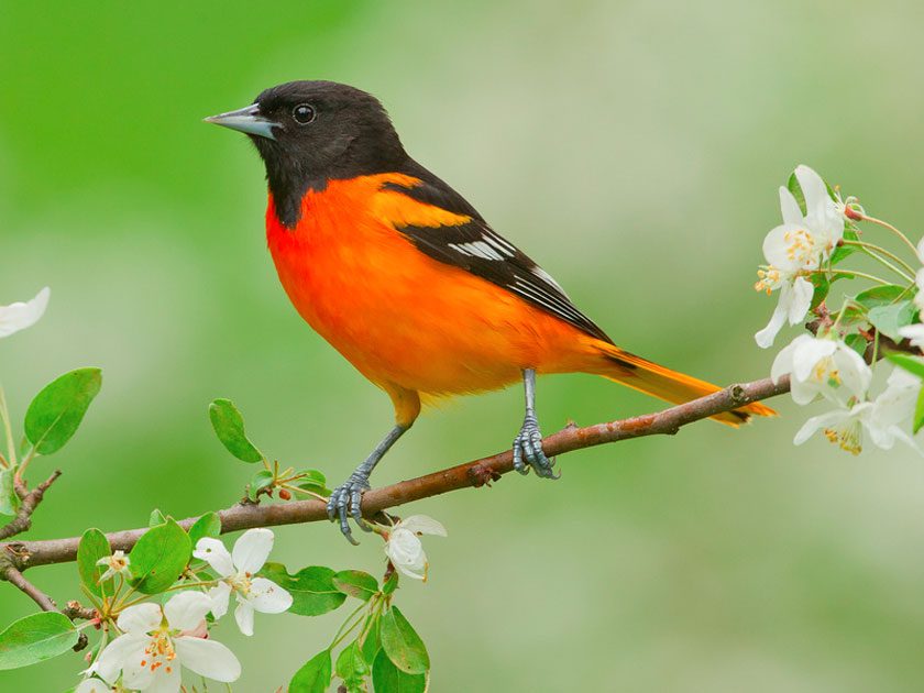Male Baltimore Oriole perched on a budding branch
