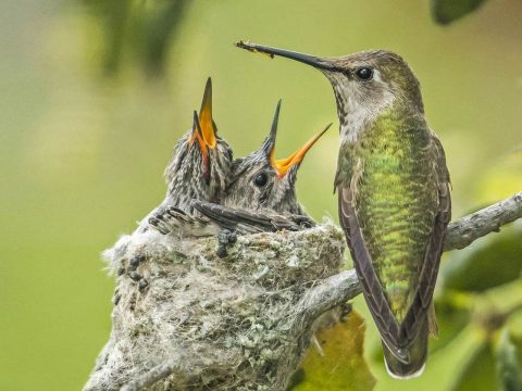 Anna's Hummingbird nest with parent and young