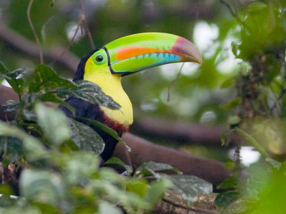 Keel-billed Toucan (Ramphastos sulfuratus) by Peter Watthy via Birdshare, https://flic.kr/p/5sdvRa