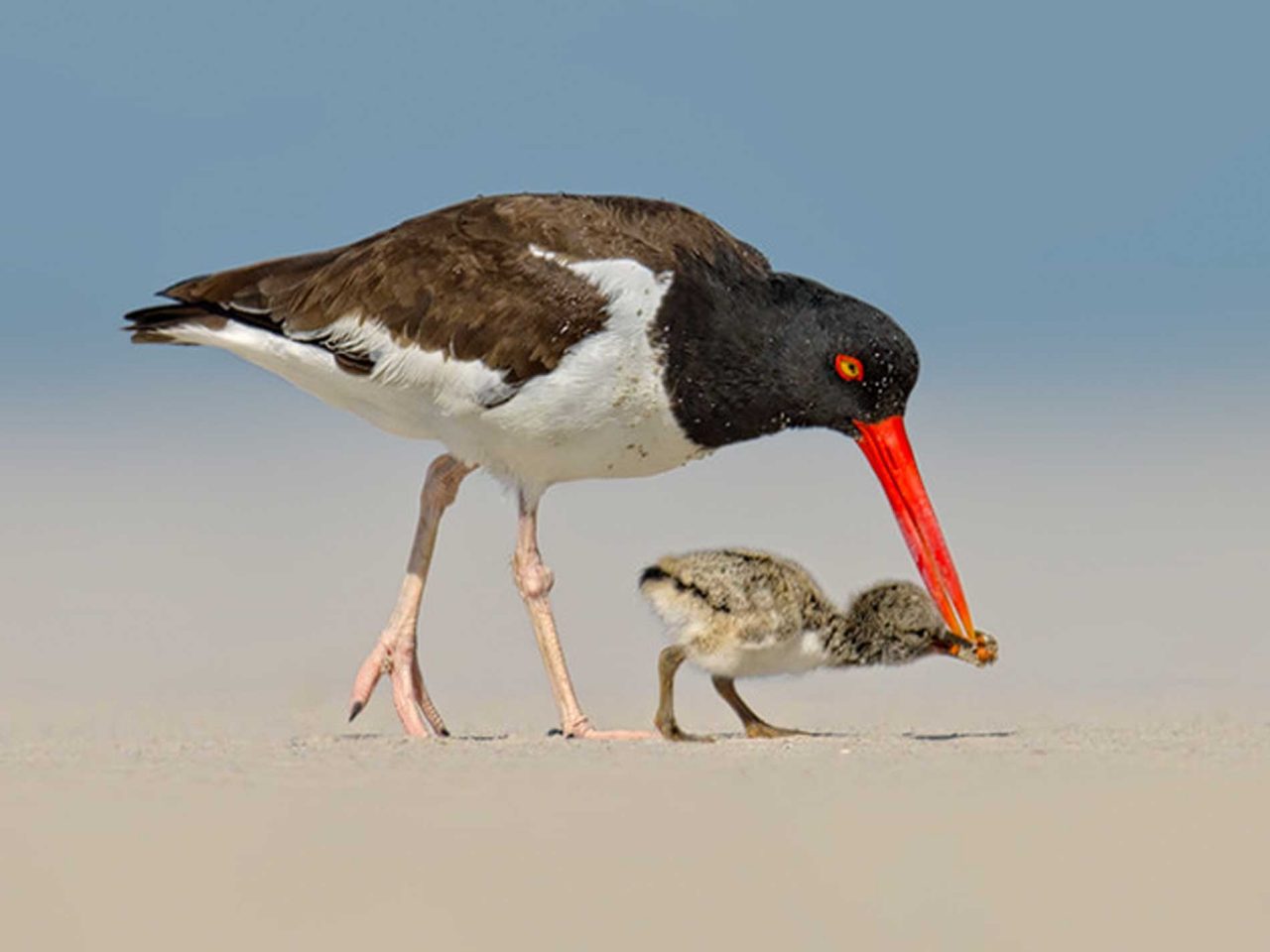 American Oystercatcher feeding young