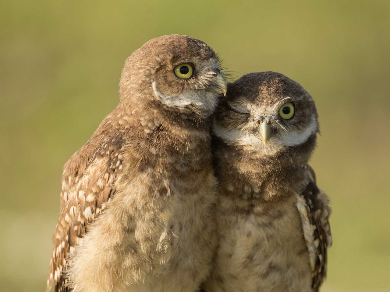 Two Burrowing Owlets close to each other