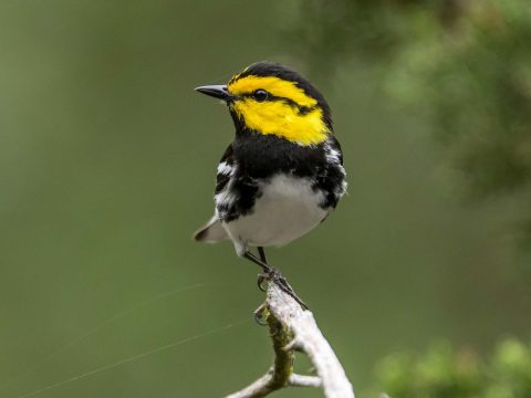 Golden-Cheeked Warbler by Jesse Huth/Macaulay Library