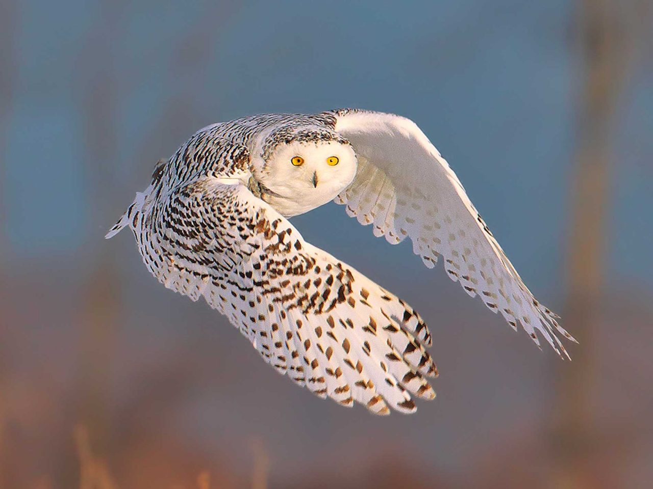 Snowy Owl flying toward the camera