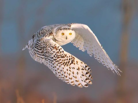 Snowy Owl by Tim Harding via Birdshare.