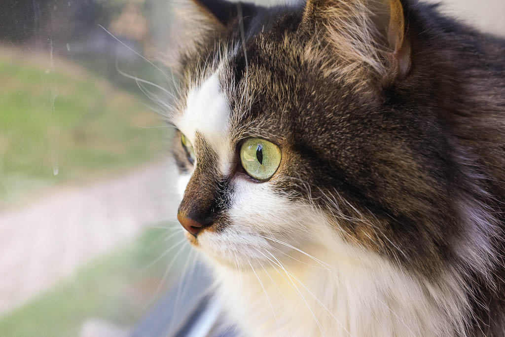 House cat inside, looking out a window