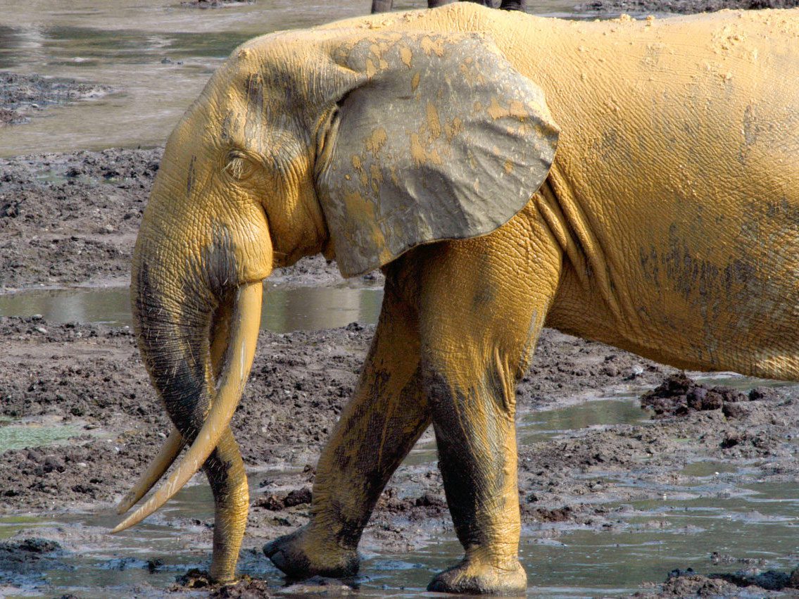 Ahmed, a 40 year old adult male forest elephant.