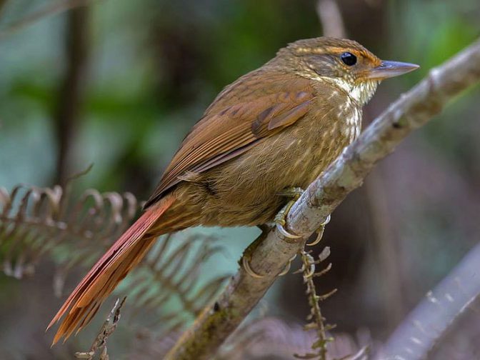The Buff-browed Foliage-gleaner is another ridgetop specialist that has disappeared from the mountain since 1985. Photo by Jean-Luc Baron via Birdshare. https://flic.kr/p/NKP66N