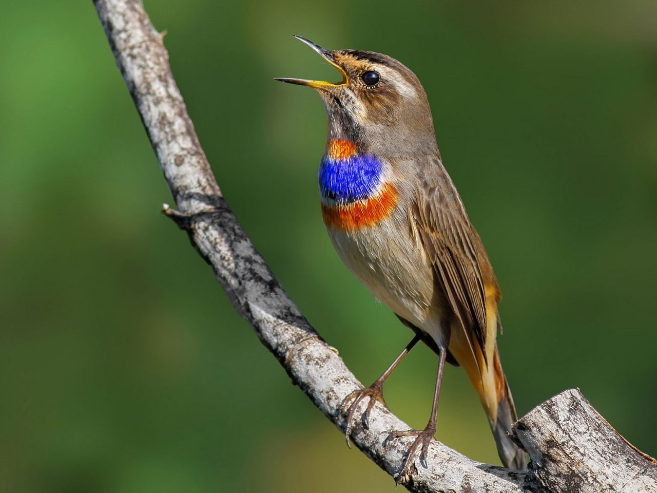 Bluethroat by Matthew Smith, https://flic.kr/p/AY8eJo