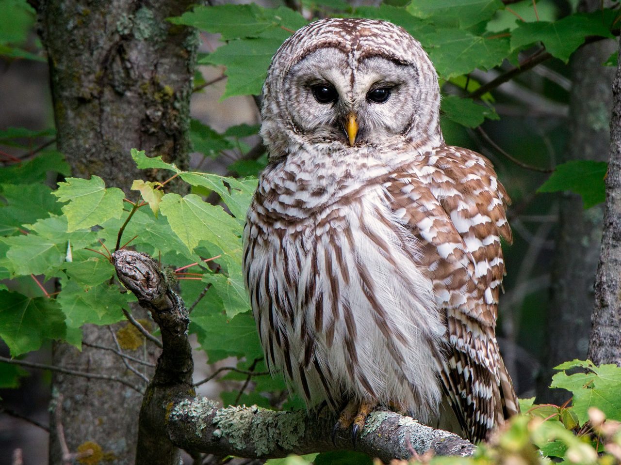Barred Owl by Larry via Birdshare: https://flic.kr/p/wQCD5S