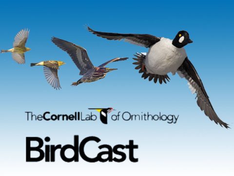Birdcast