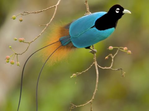 blue and black Bird of Paradise, still from: https://youtu.be/YTR21os8gTA