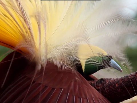 Bird-of-Paradise, still from: https://youtu.be/qkm8y7GpX3A