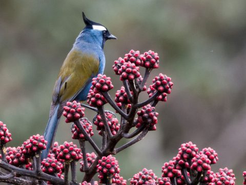 Crested Berrypecker by Li Li, https://macaulaylibrary.org/asset/124807441