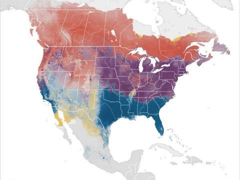 Cedar Waxwing abundance, eBird map