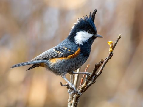 Coal Tit by Abhishek Das/ ML84730861