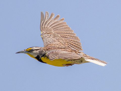 Eastern Meadowlark by Nick Pulcinella, https://flic.kr/p/HBS1M4